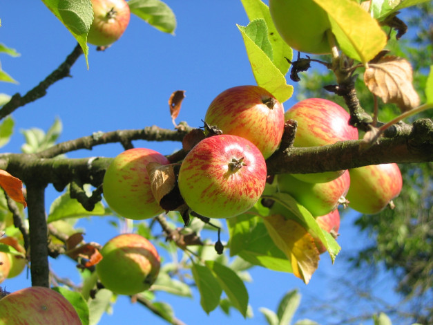 Обои картинки фото природа, плоды, яблоки, фон, листья, ветка