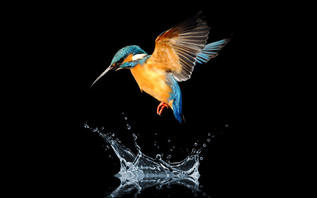 Обои картинки фото зимородок, животные, зимородки, вода, птица, blue, tailed, hummingbird