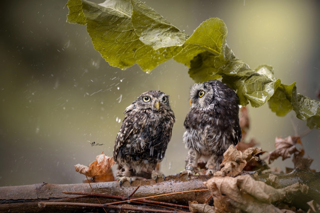 Обои картинки фото животные, совы, лист, ветка, дождь