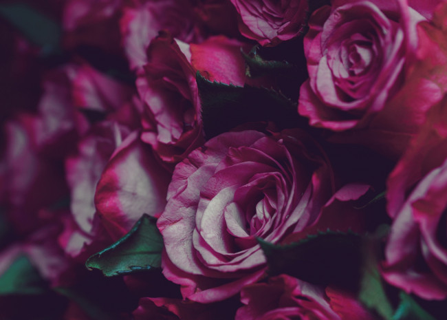 Обои картинки фото цветы, розы, лепестки, бутоны