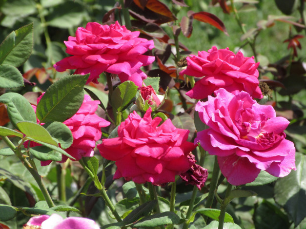 Обои картинки фото цветы, розы, лето, 2018, июнь