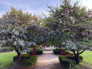 Картинка природа парк весна цветущие деревья