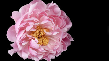 Картинка цветы пионы розовый пион макро