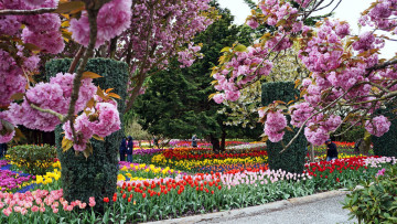Картинка природа парк весна цветение