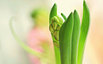 Картинка цветы гиацинты гиацинт