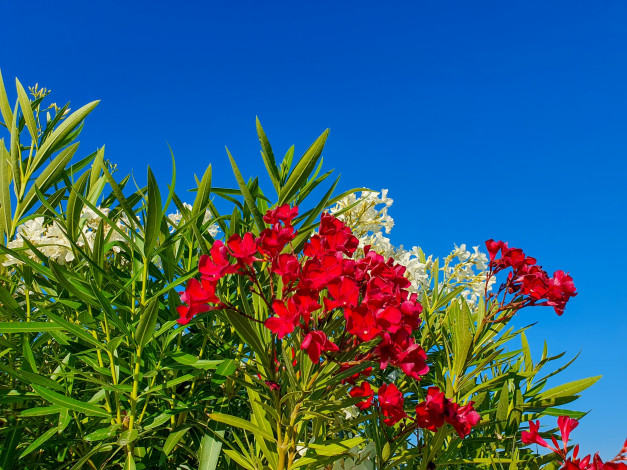 Обои картинки фото цветы, олеандры, красный, олеандр