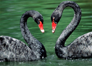 Картинка животные лебеди черные пара пруд