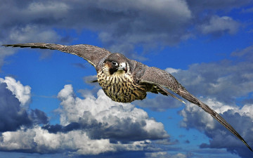 Картинка животные птицы+-+хищники сокол полет небо облака