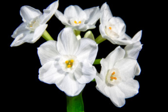 Картинка цветы нарциссы белые