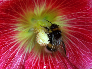 Картинка шмель животные пчелы осы шмели