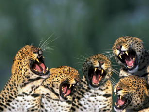 Картинка животные леопарды