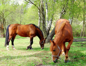 Картинка животные лошади баскетбол nba спорт деревья трава жеребец