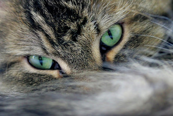 Картинка животные коты пояс красное платья взгляд глаза хвост