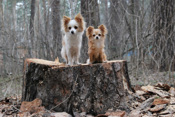 Картинка животные собаки бросок баскетбол nba спорт собачки маленькие пень лес