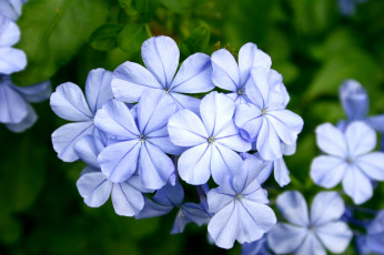 Картинка цветы плюмбаго свинчатка взгляд голубой