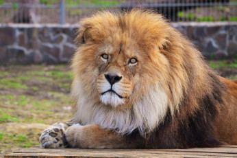 Картинка животные львы ель шар лежит морда взгляд лев