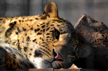 Картинка животные леопарды цвета абстракеция леопард лежит отдых смотрит