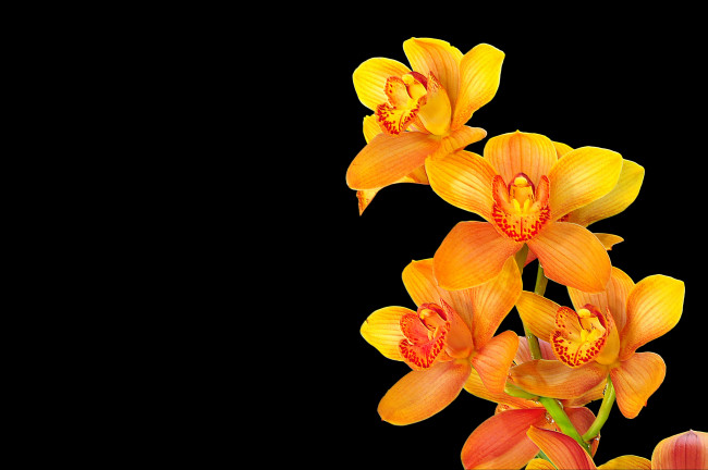 Обои картинки фото цветы, орхидеи, взгляд, шторы, ветка, оранжевый