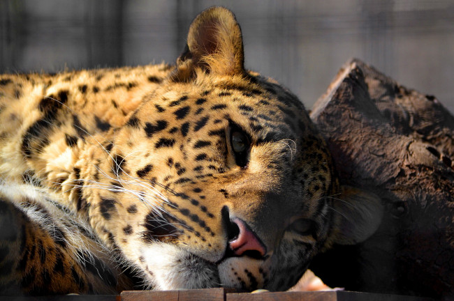 Обои картинки фото животные, леопарды, цвета, абстракеция, леопард, лежит, отдых, смотрит