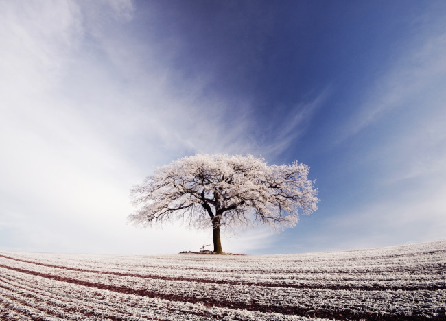 Обои картинки фото природа, зима, поле, дерево, иней, небо, облака