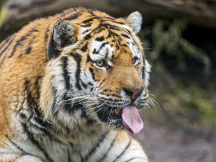 Картинка животные тигры амурский кошка морда язык