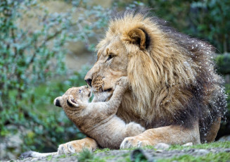 Картинка животные львы отец сын