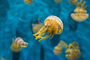 Картинка животные медузы макро вода