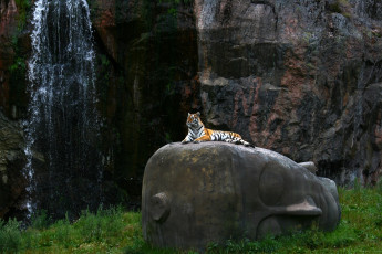 Картинка животные тигры кошка отдых