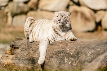 Картинка животные тигры отдых кошка бревно