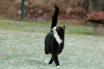 Картинка животные коты трава кошка иней хвост черно-белый кот