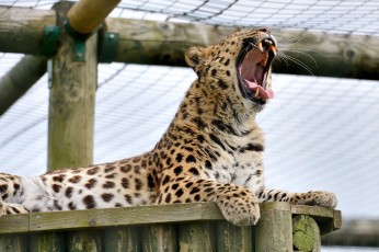 Картинка животные леопарды зевает кошка амурский клыки пасть