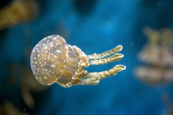 Картинка животные медузы макро вода