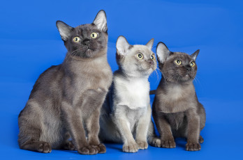 Картинка животные коты трио