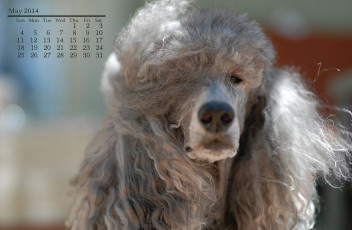обоя календари, животные, собака, пудель, май
