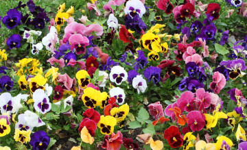Картинка цветы анютины+глазки+ садовые+фиалки разноцветный