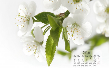 обоя календари, цветы, весна