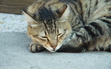 Картинка животные коты спит полосатый