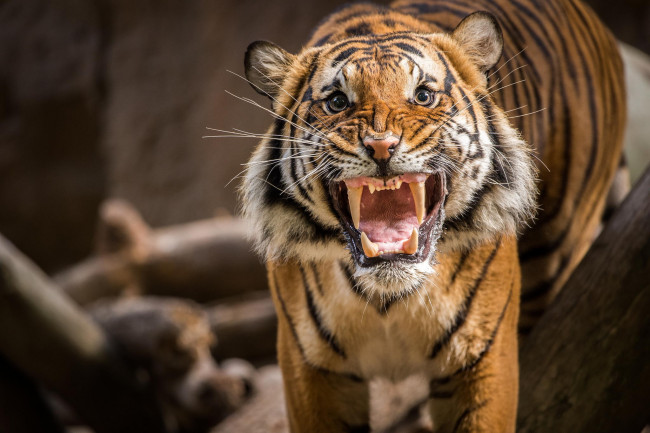 Обои картинки фото животные, тигры, рык, оскал, злой