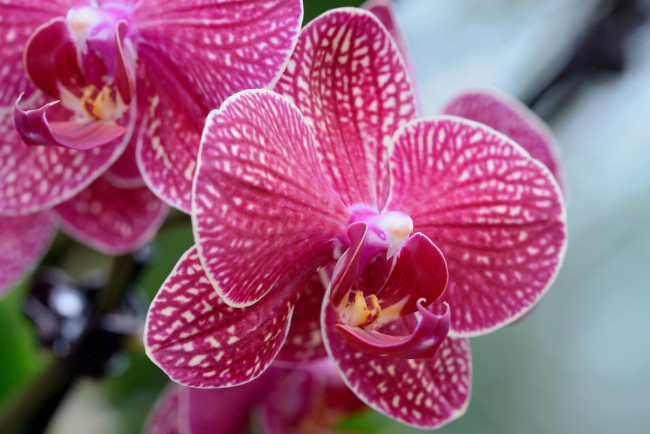 Обои картинки фото цветы, орхидеи, розовый, лепестки, макро