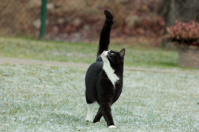 Обои картинки фото животные, коты, трава, кошка, иней, хвост, черно-белый, кот
