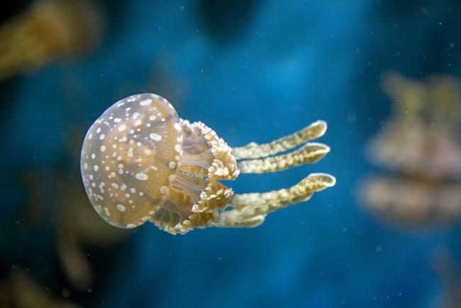 Обои картинки фото животные, медузы, макро, вода