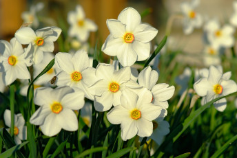Картинка цветы нарциссы свет макро весна насекомое мушка