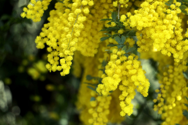 Обои картинки фото цветы, мимоза, весна, макро, пушистый, желтый