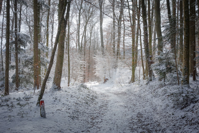 Обои картинки фото природа, зима, лес, дорога, снег