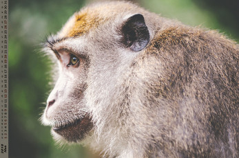 Картинка календари животные взгляд профиль обезьяна