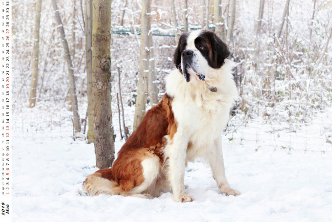 Обои картинки фото календари, животные, взгляд, собака, снег