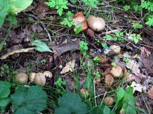 Картинка природа грибы осень семейка