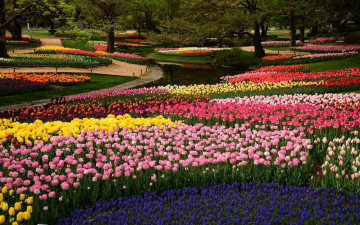 обоя природа, парк, весна, водоем, клумбы, цветы, тюльпаны