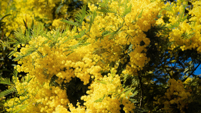 Обои картинки фото цветы, мимоза, куст, желтая, весна