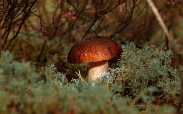 Картинка природа грибы боровик мох